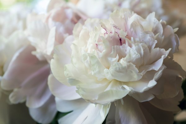 E4-pk пион кремовый