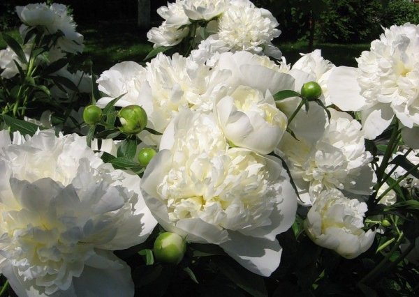 Пион Белоцветущий