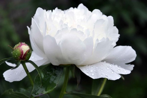 Пион White Innocence