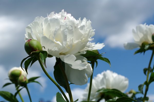 Пион Камелия Уайт