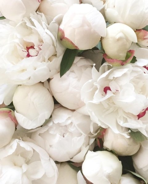 Королевский белый пион