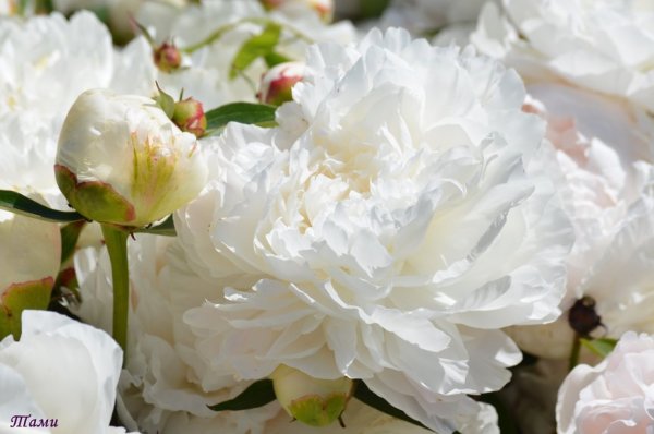 Белые пионы освещенные солнцем