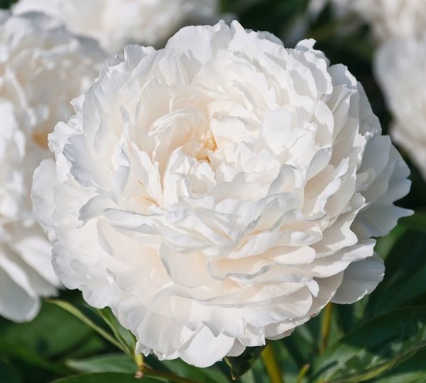 Пион Жардин белый