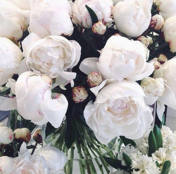 Белые пионы Гелиос