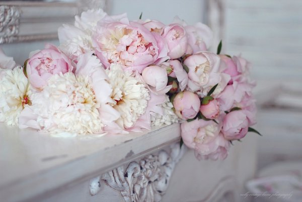 Пион нежно-розовый