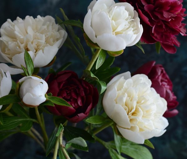 Пион полузакрытый