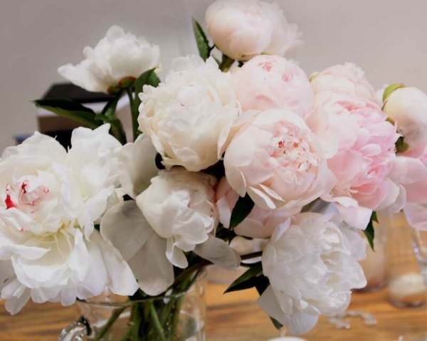 Красивые белые пионы