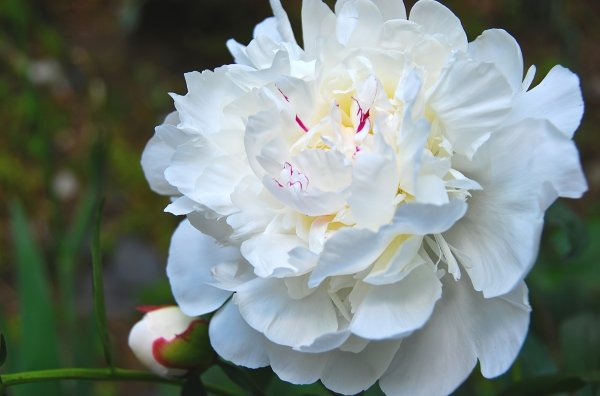 White Emperor пион