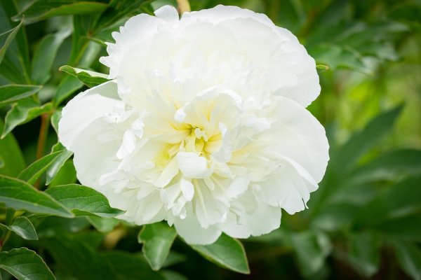 Белый пион белый лебедь