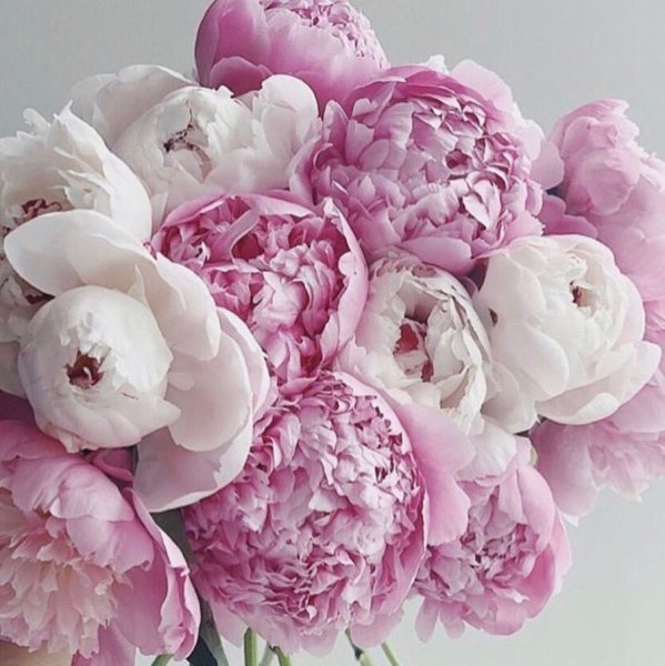 Чудесные пионы