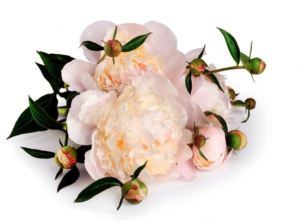 Пионы бутоны букет