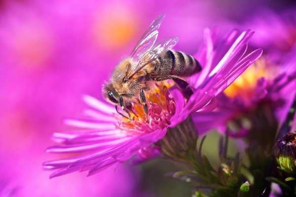 Пчёлы опыляют цветы хуже бабочек