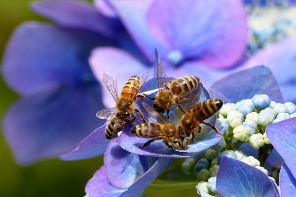 Пчелы на цветах (57 фото)