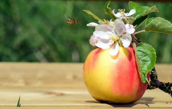 Цветы и яблоко