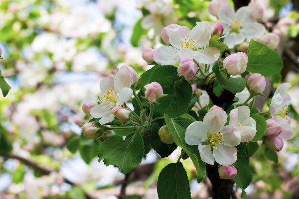 Корзинка с яблоками