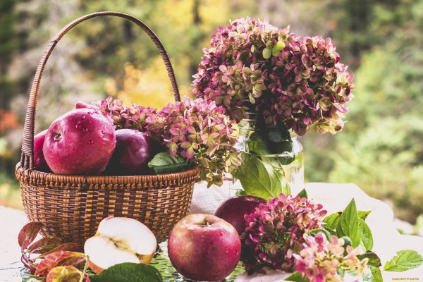 Яблоня Malus Fontana