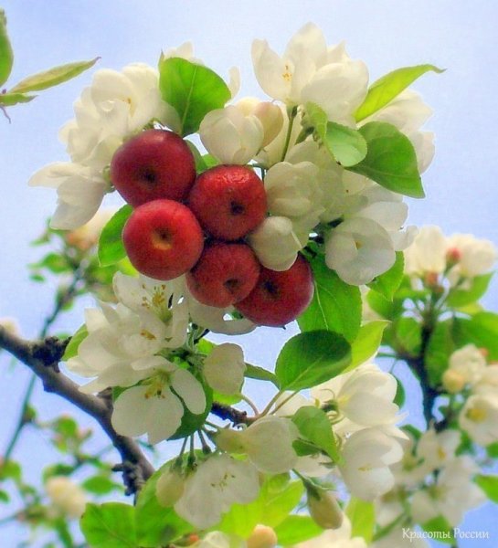 Malus цветы