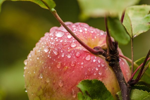 Натюрморт с яблоками и цветами