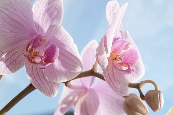 Орхидея Альба