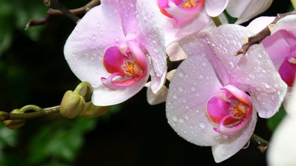 Шикарные орхидеи