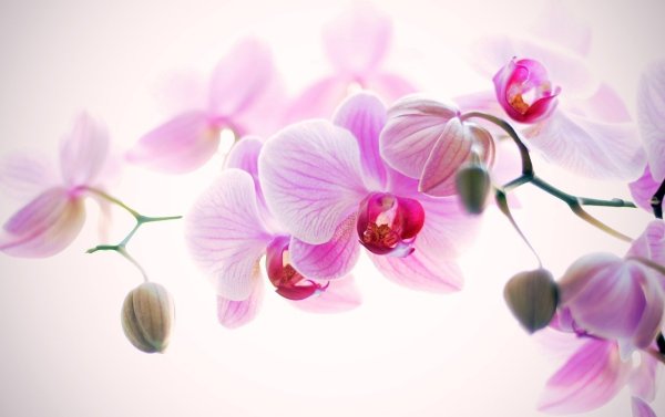 Орхидеи фон