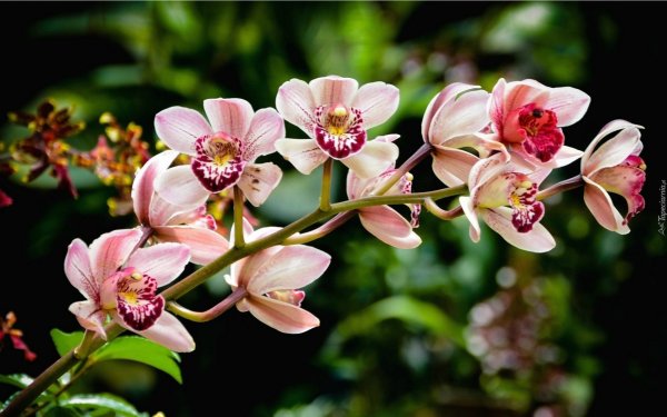 Орхидея Монпелье