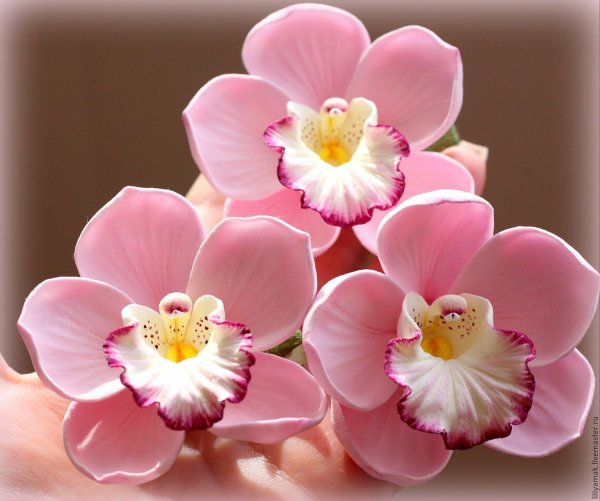 Фаленопсис попкорн