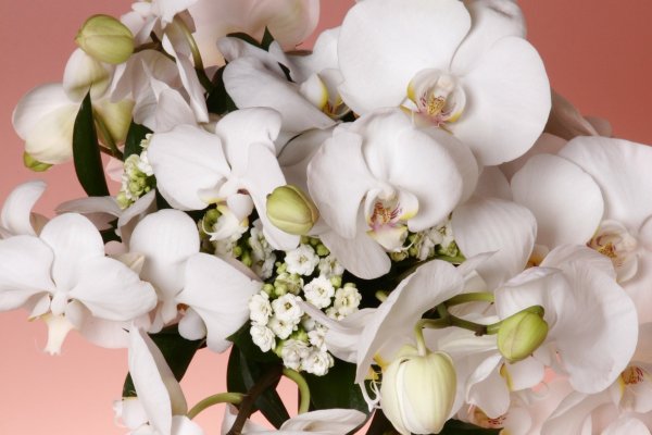 Фаленопсис Алабастер