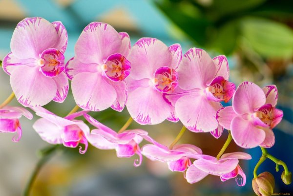 Фаленопсис саммер Бриз