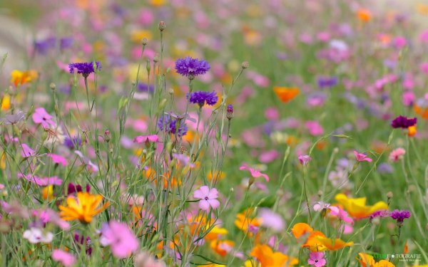 Нежные луговые цветы