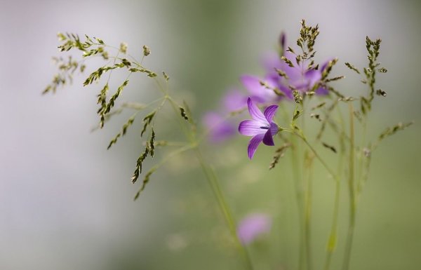 Нежные луговые цветы