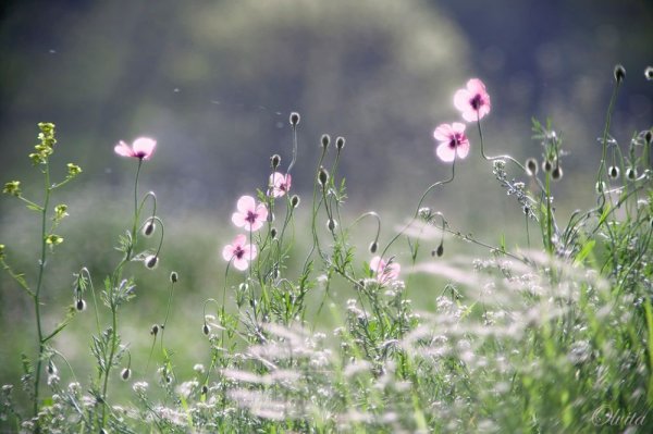 Очень нежные полевые цветы