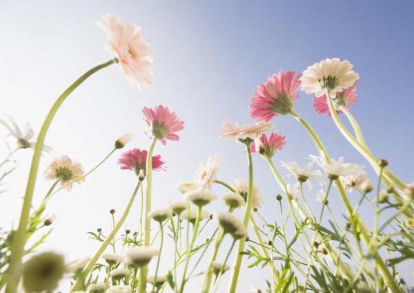 Нежные полевые цветы