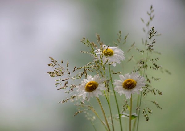 Очень нежные полевые цветы