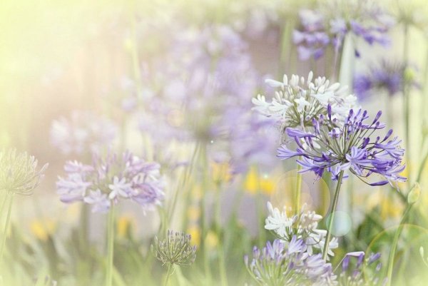 Нежные полевые цветы