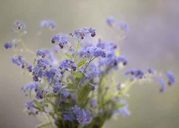 Нежные полевые цветы