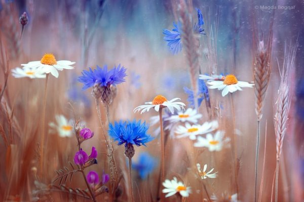 Нежные васильки