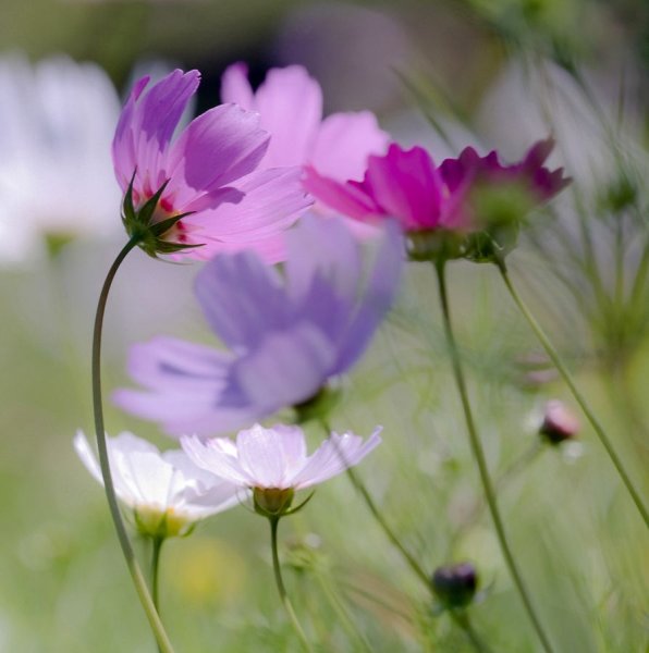 Нежные полевые цветочки