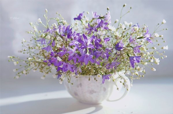 Очень нежные полевые цветы