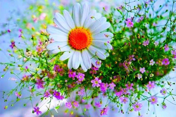 Нежные цветы ромашки