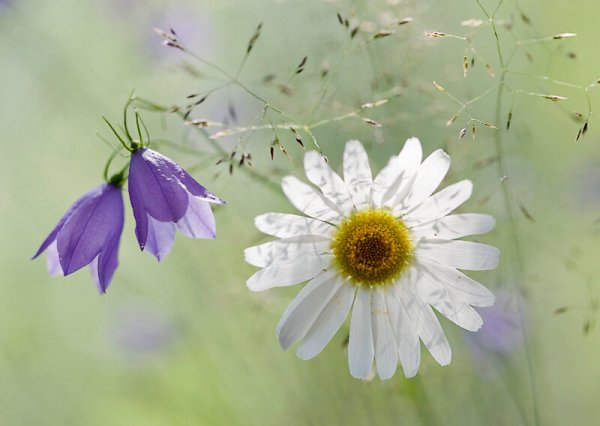 Нежные полевые цветы