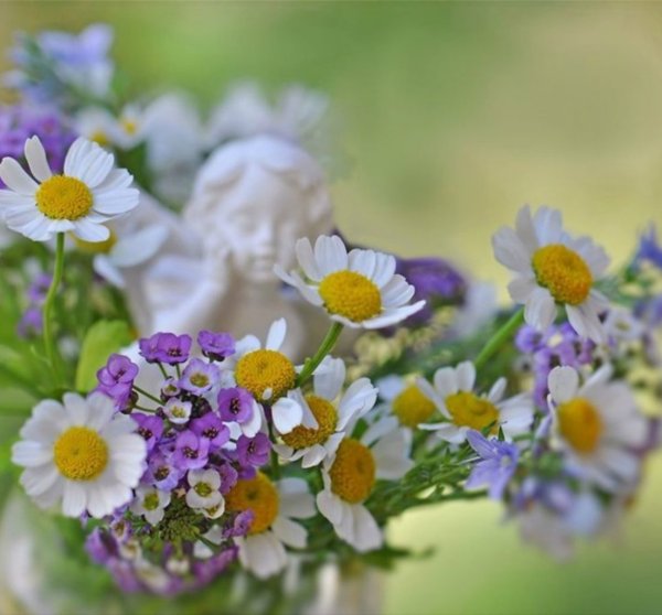 Очень нежные полевые цветы