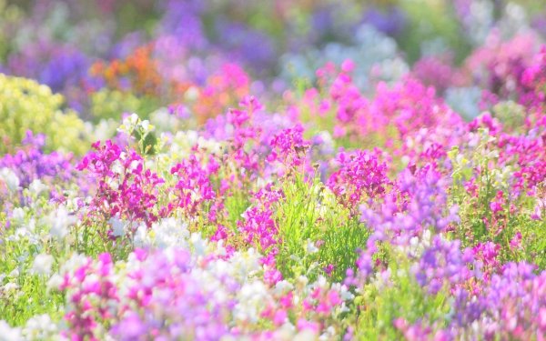 Полевые цветы