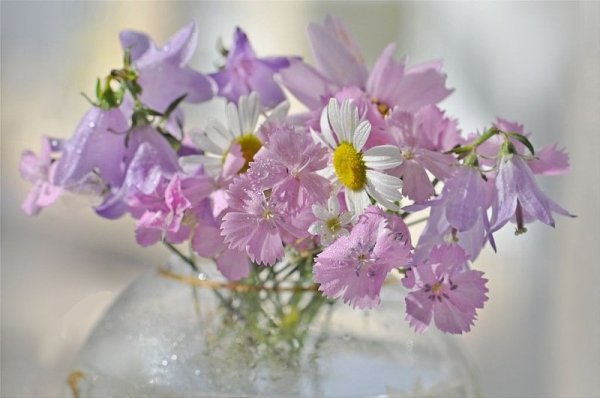 Нежные цветочки