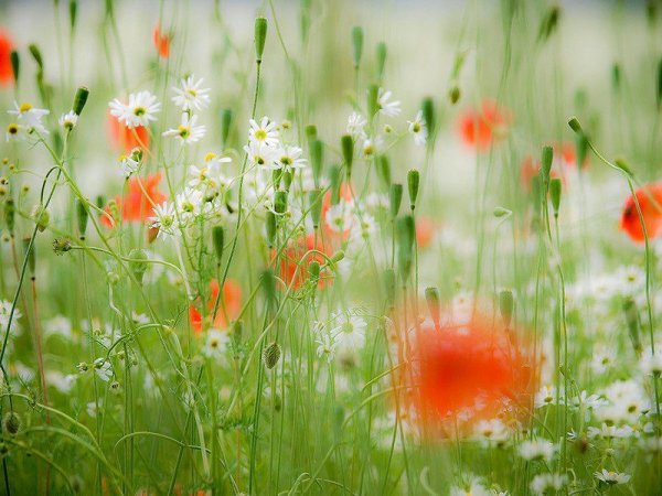 Полевые цветы
