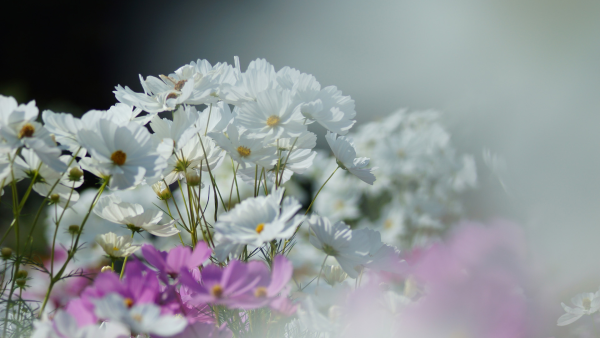 Нежный белый цветок полевой