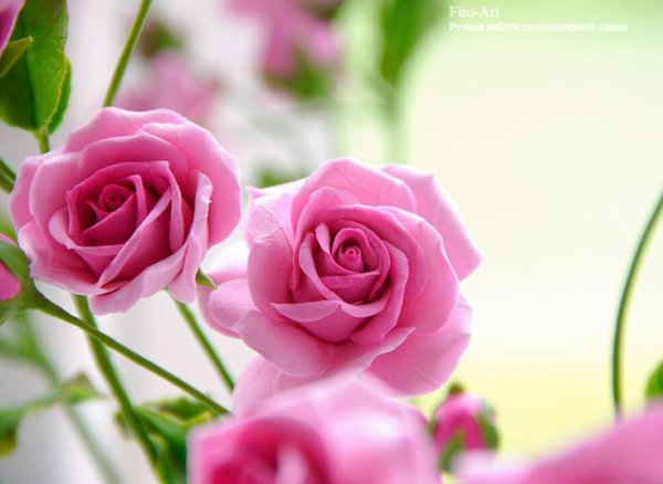 Удачного вторника цветы