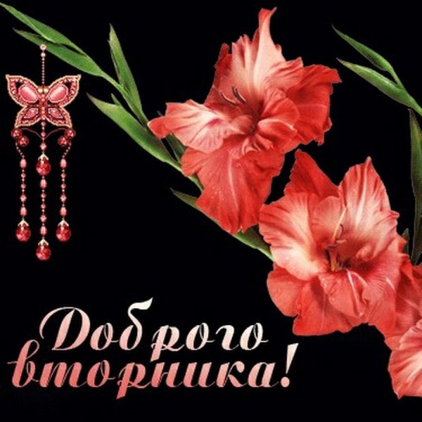 Красивые гладиолусы с добрым утром