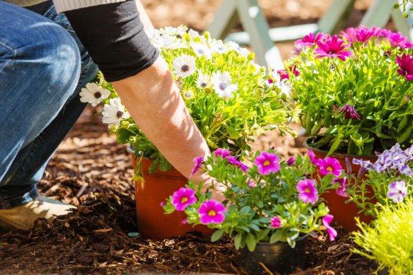 Растения сада для детей