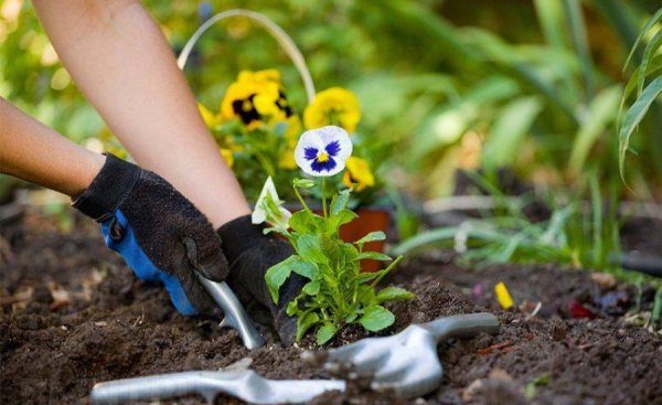 Пролеска рассада